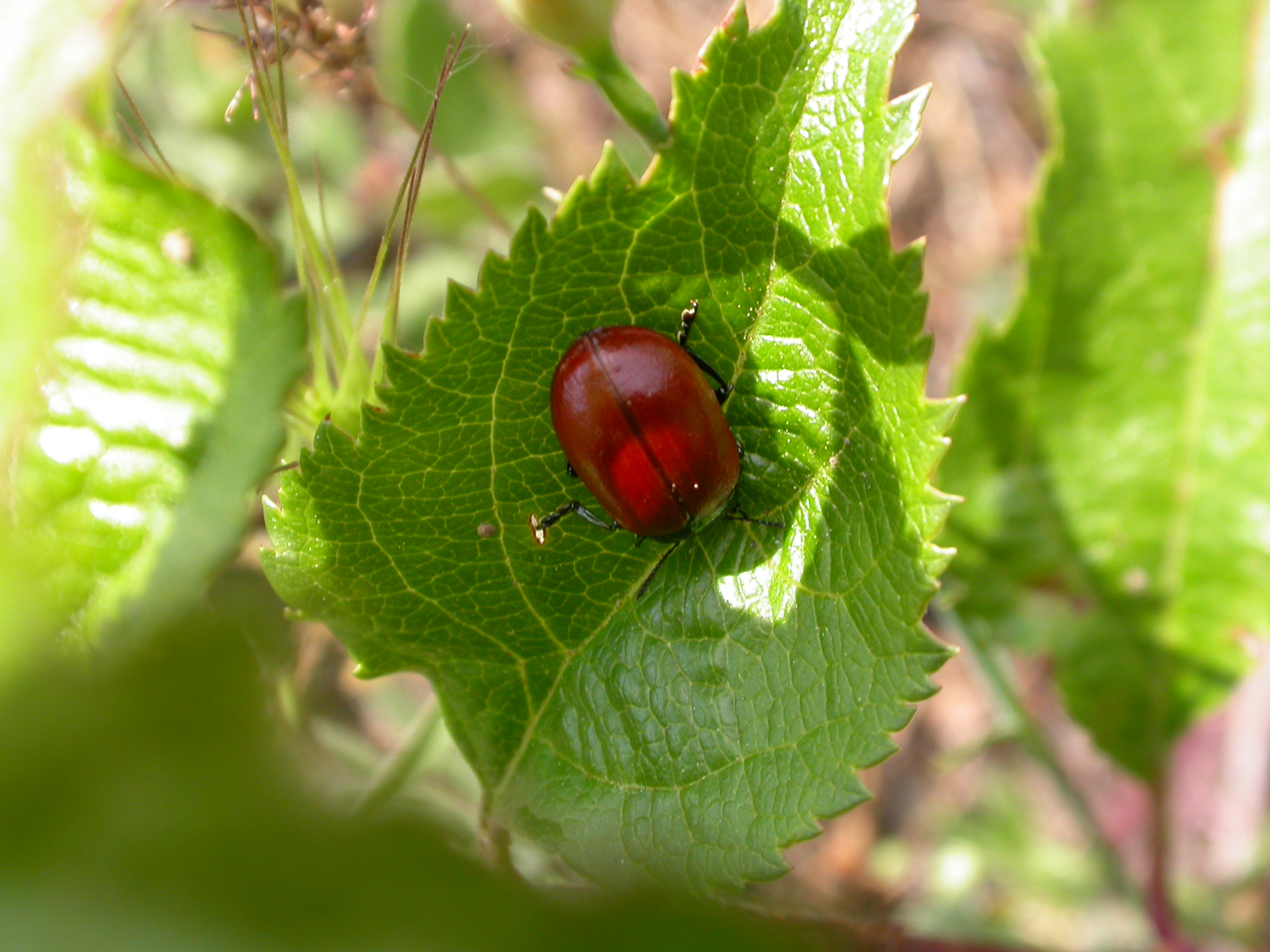 Kavak yaprağı böceği - Melasoma populi