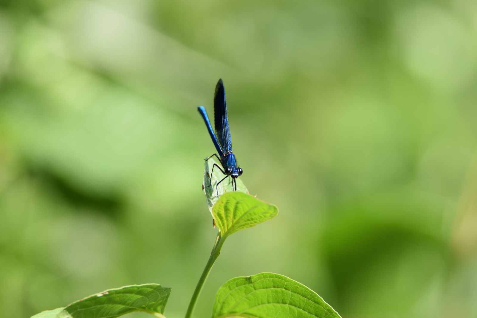 Yusufcuk - Anisoptera