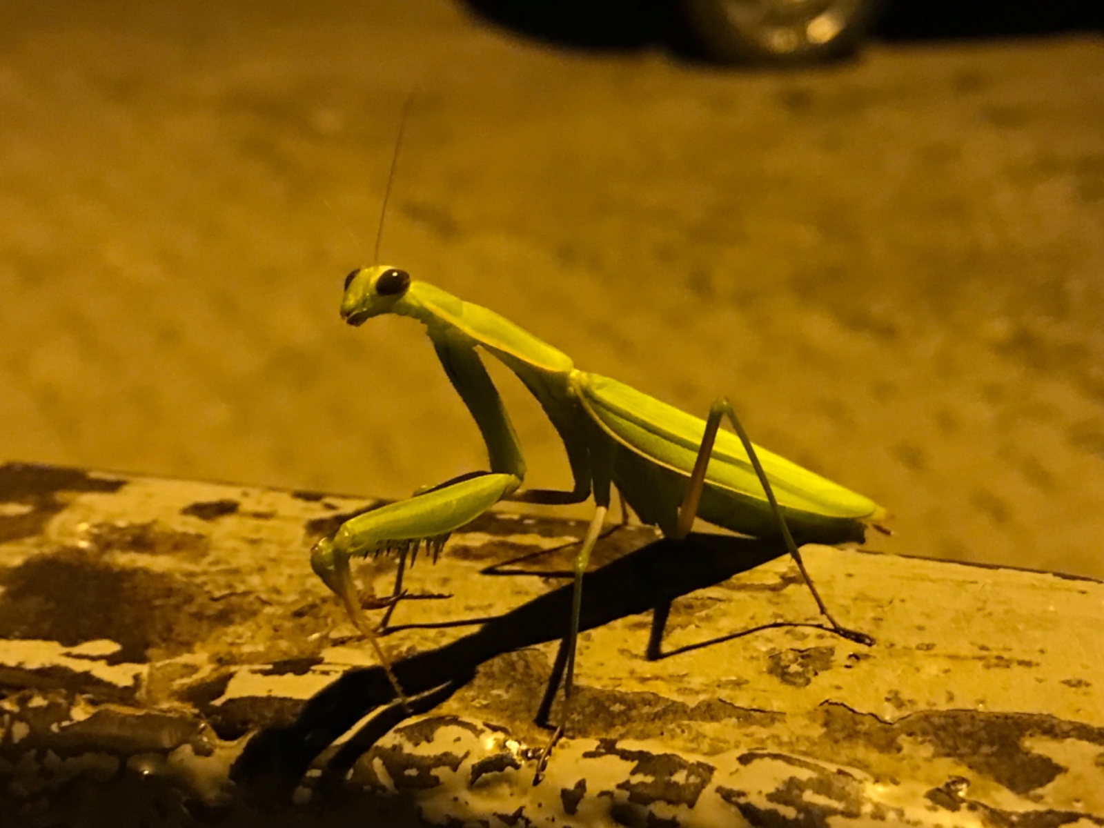 Peygamberdevesi - Mantodea