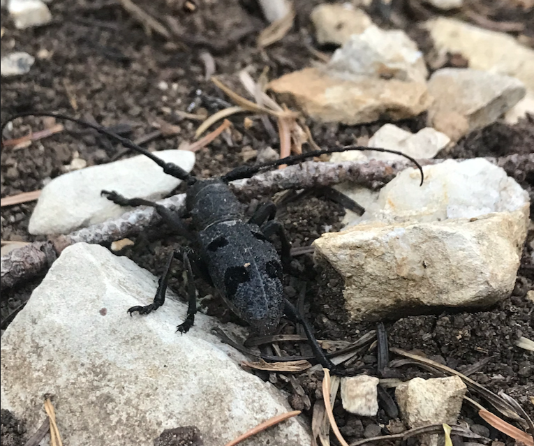 Teke Böceği - Morimus funereus  veya Morimus ganglbaueri Reitter