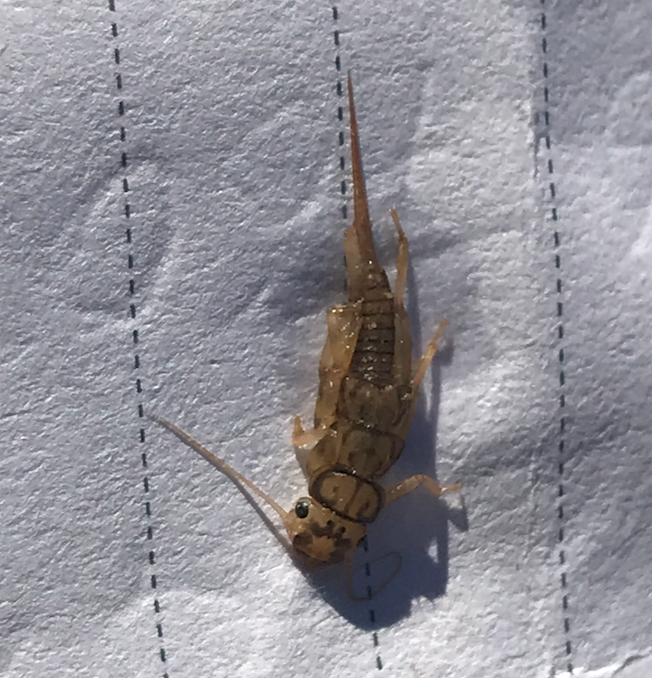 Mayıs Sineği, Birgün Sineği - Mayfly - Ephemeroptera