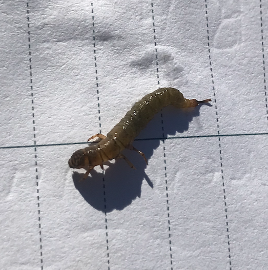 Evcikli Böcekler - Caddisflies -Trichoptera