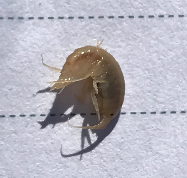 Nehir Tırnağı - Gammarus sp.