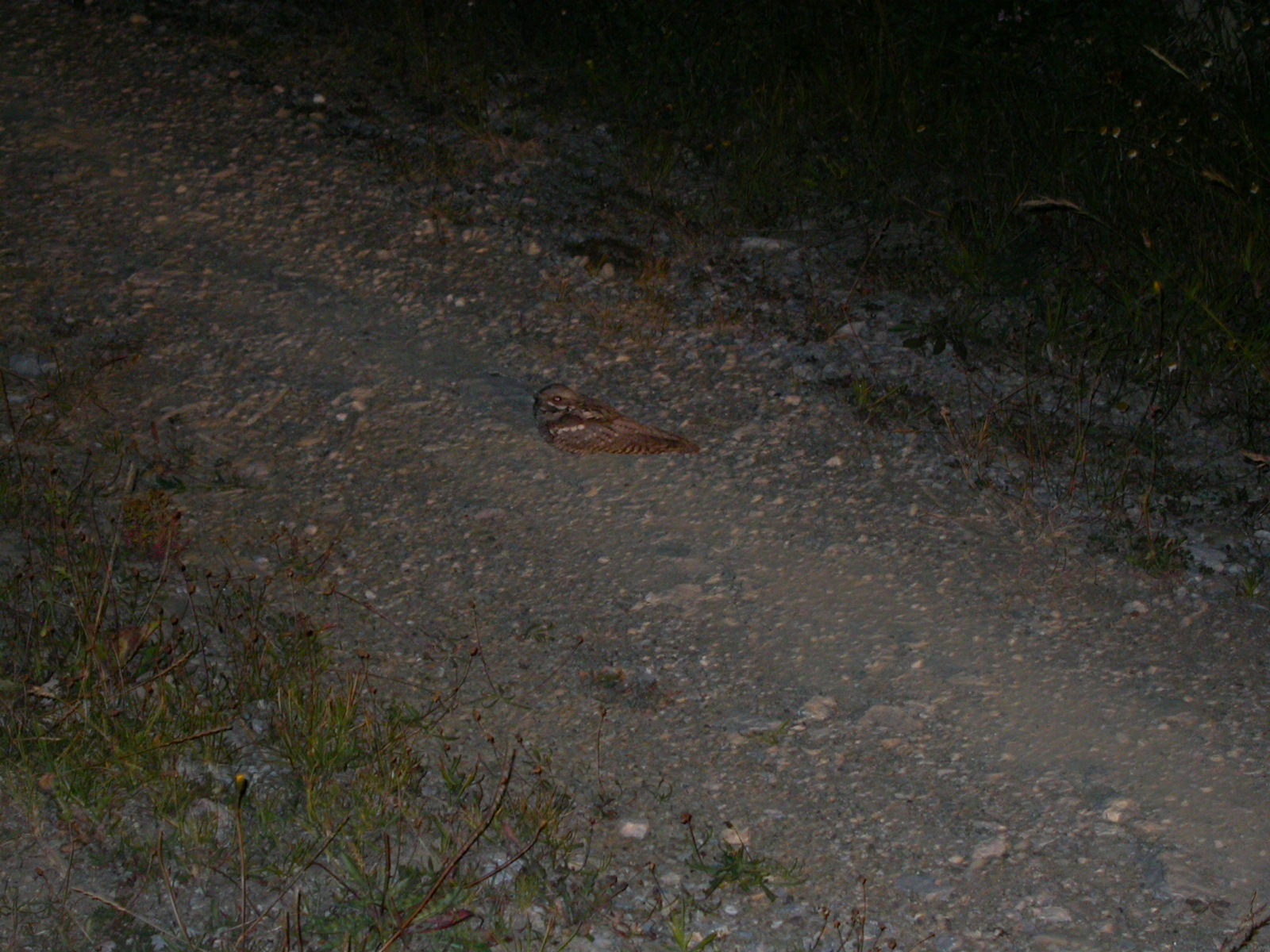 Çobanaldatan - Caprimulgus europaeus