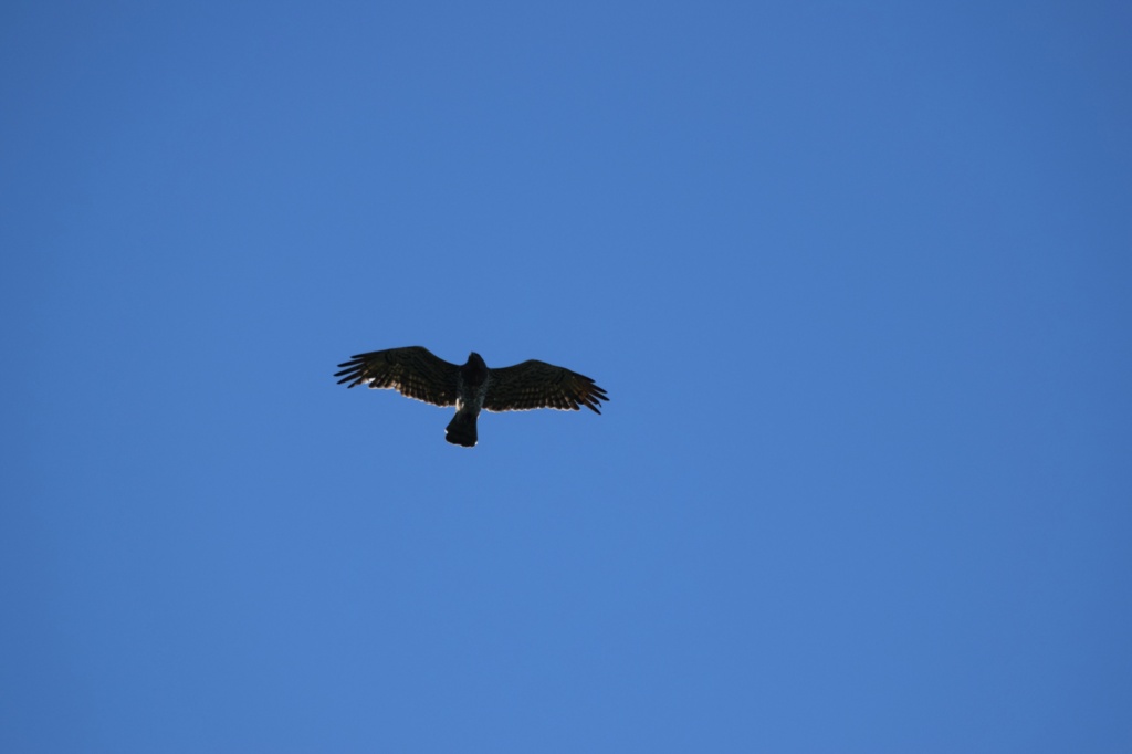 Yılan Kartalı - Circaetus gallicus