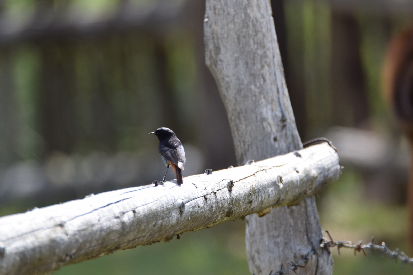 Kara kızılkuyruk - Phoenicurus ochrurus