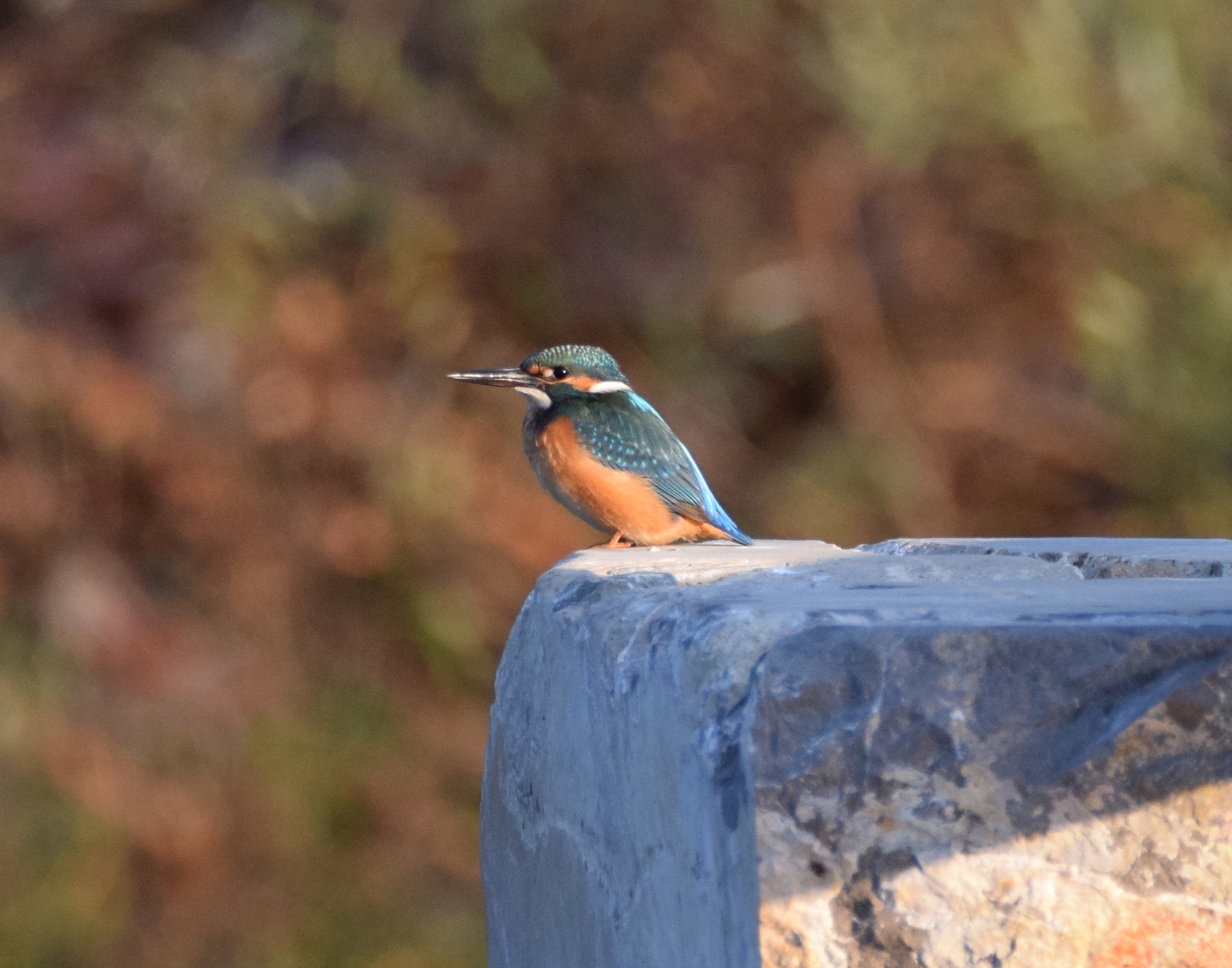 Yalıçapkını - Alcedo atthis