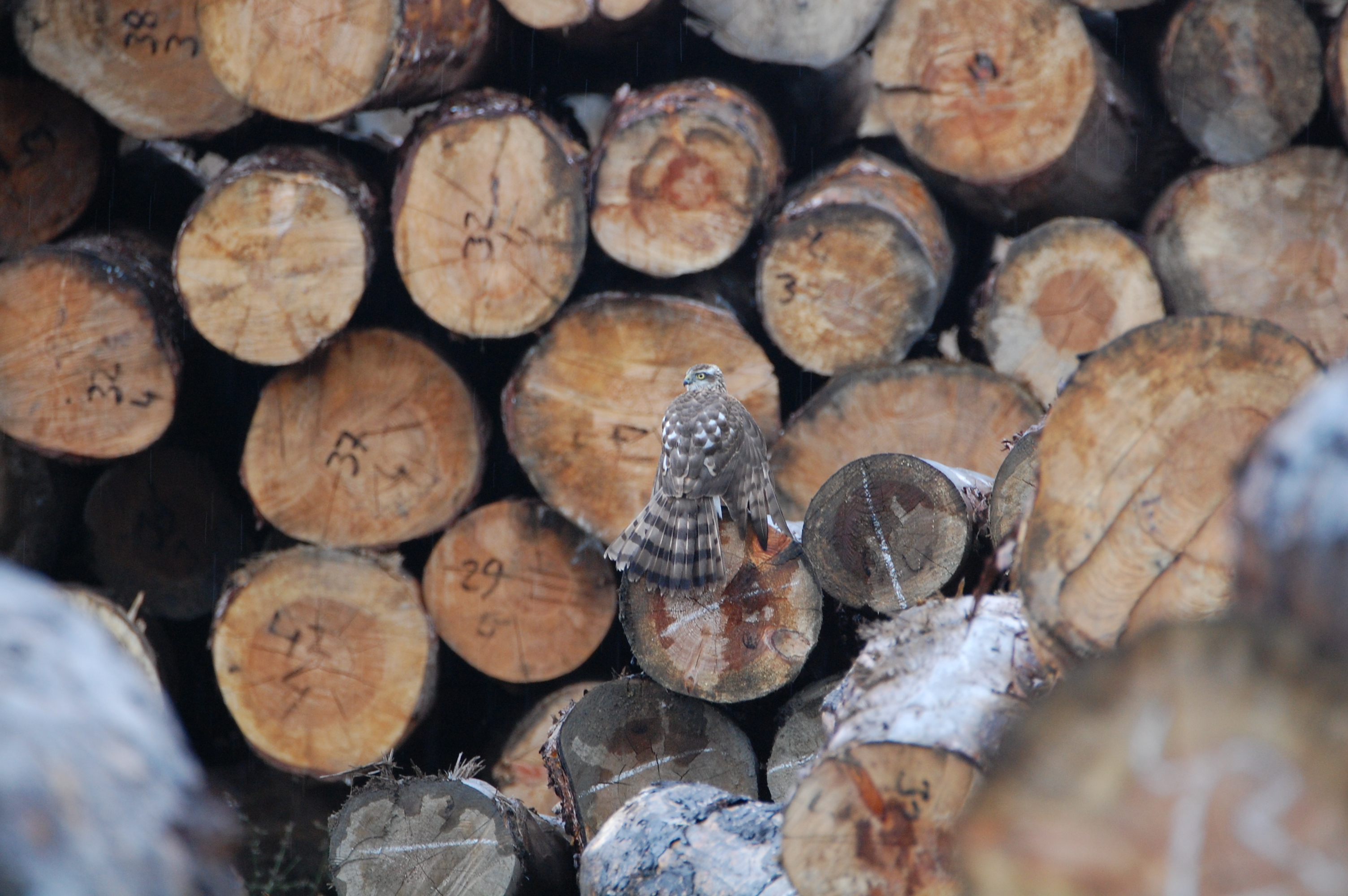 Atmaca - Accipiter nisus