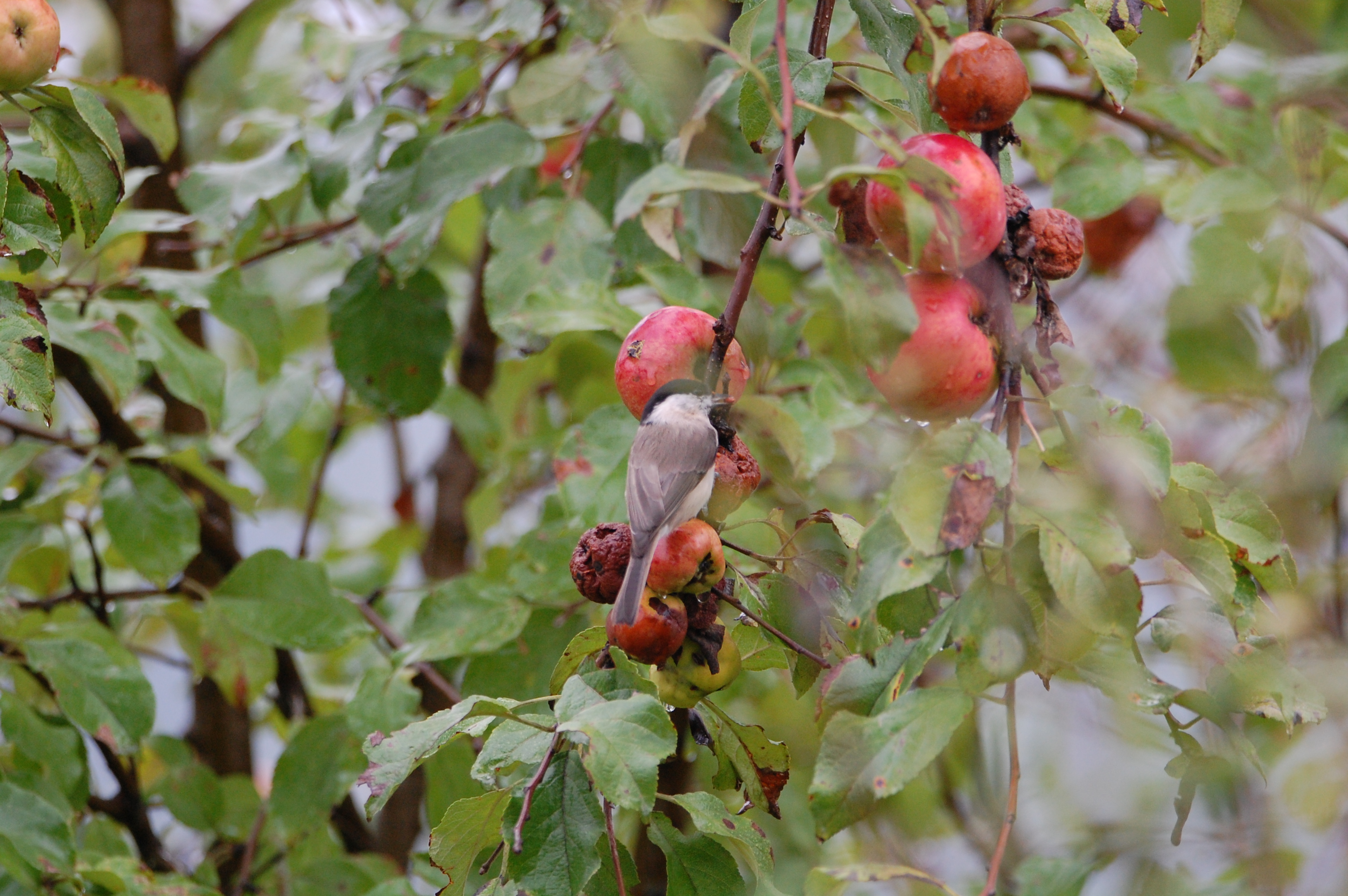 Kayın Baştankarası - Poecile palustris