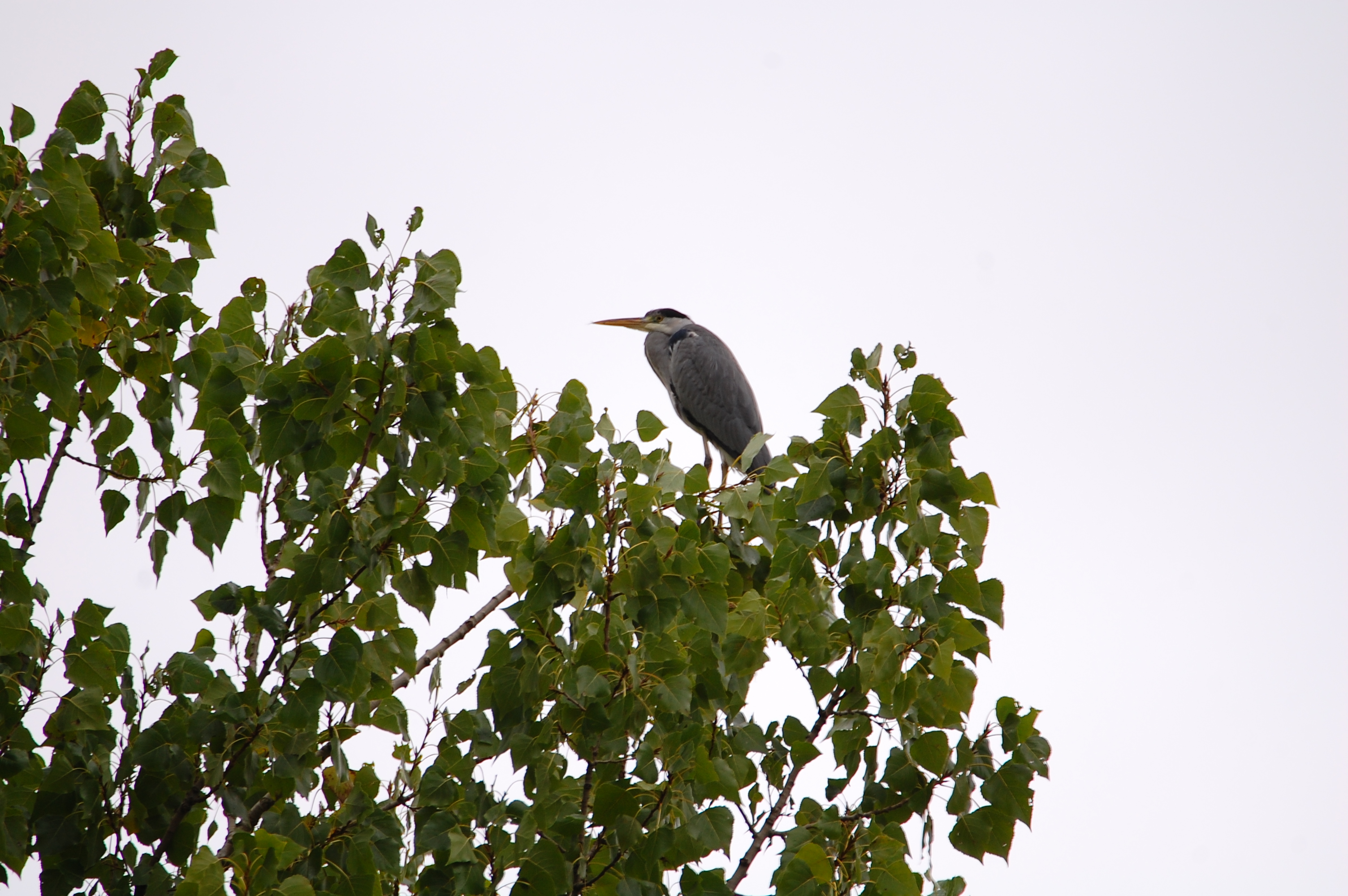 Gri Balıkçıl - Ardea cinerea