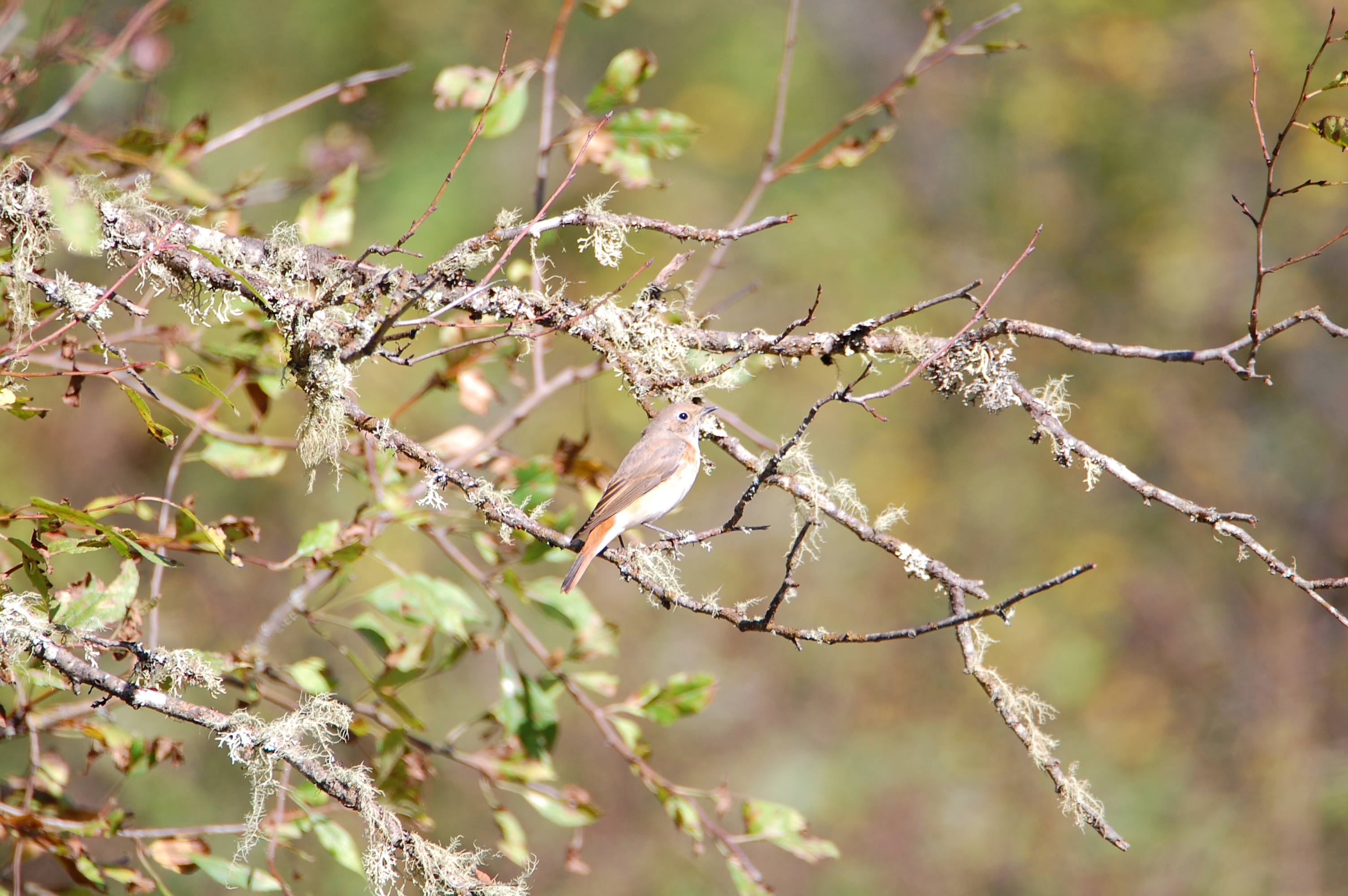 Kızılkuyruk - Phoenicurus phoenicurus
