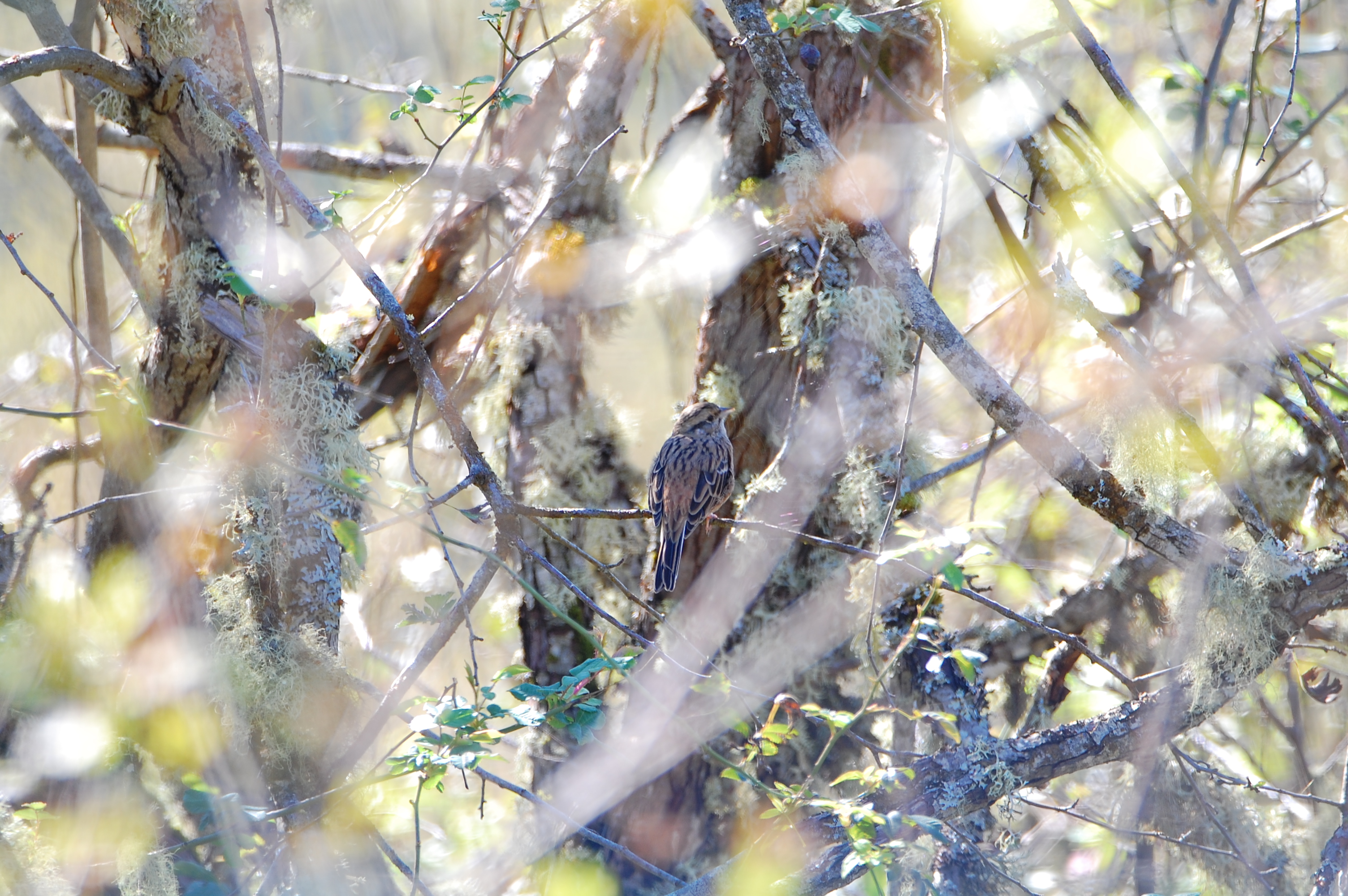 Kaya Çintesi - Emberiza cia