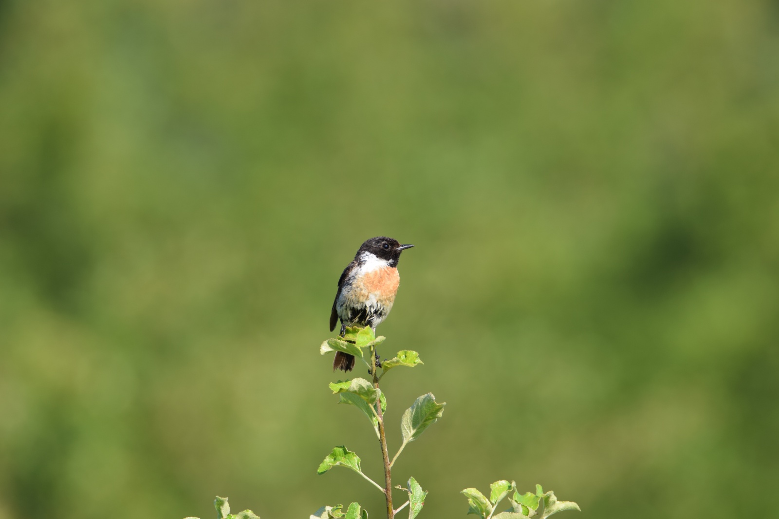 Taşkuşu - Saxicola rubicola