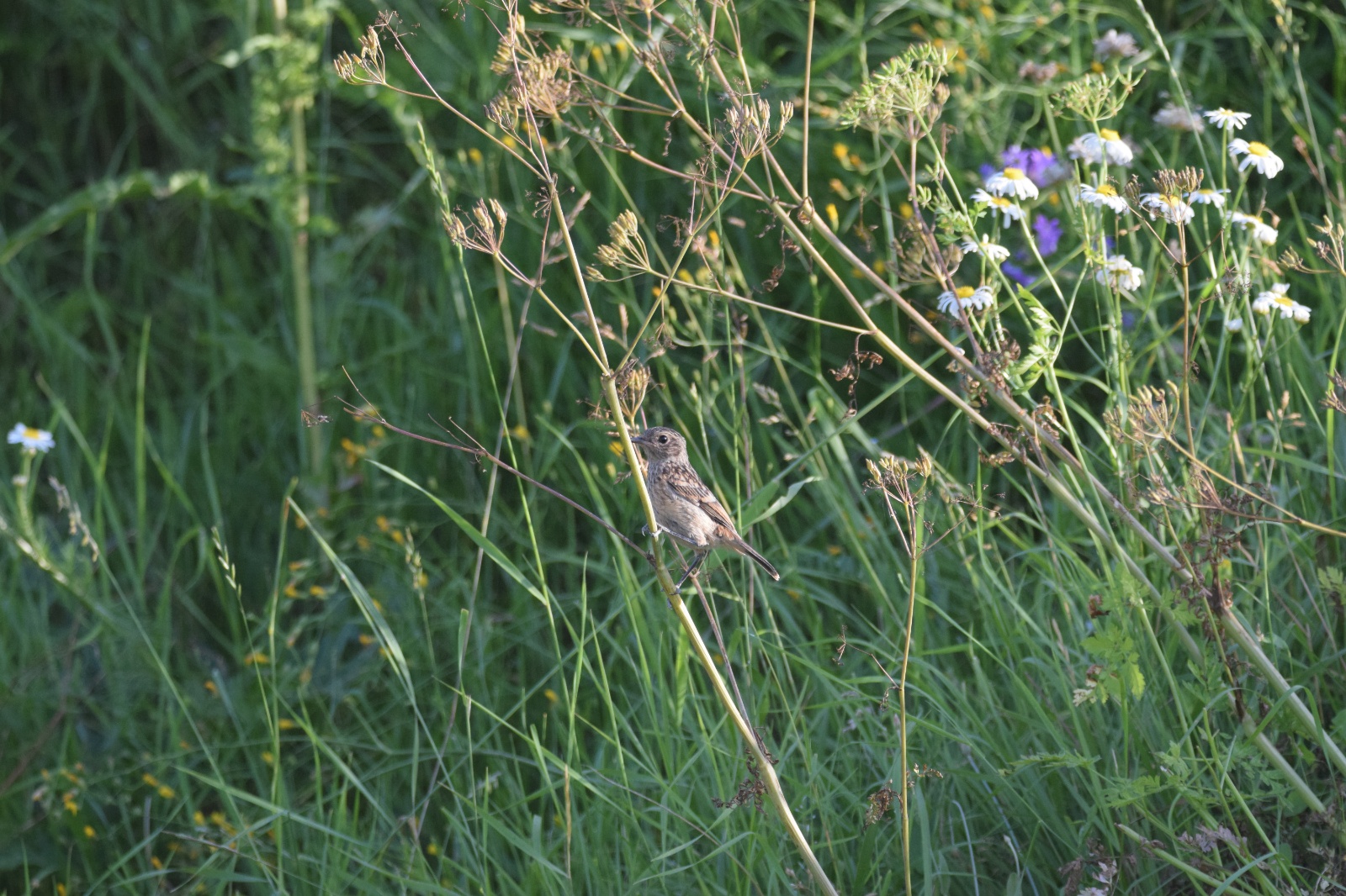 Taşkuşu - Saxicola rubicola