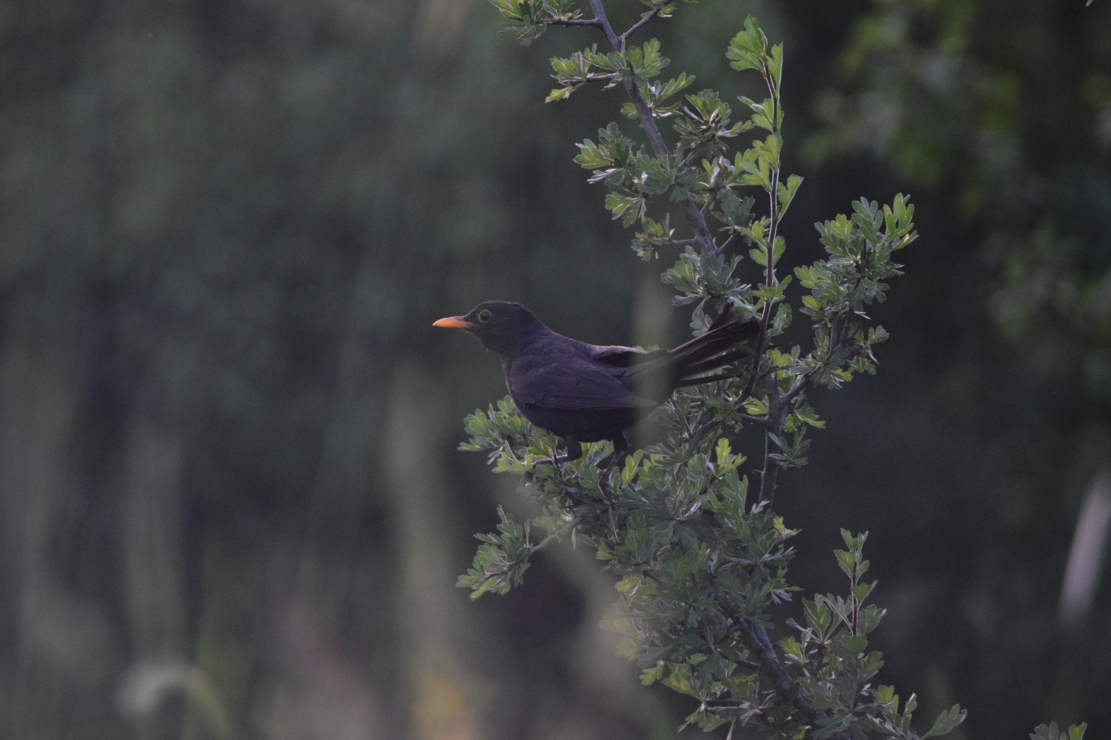 Karatavuk - Turdus merula