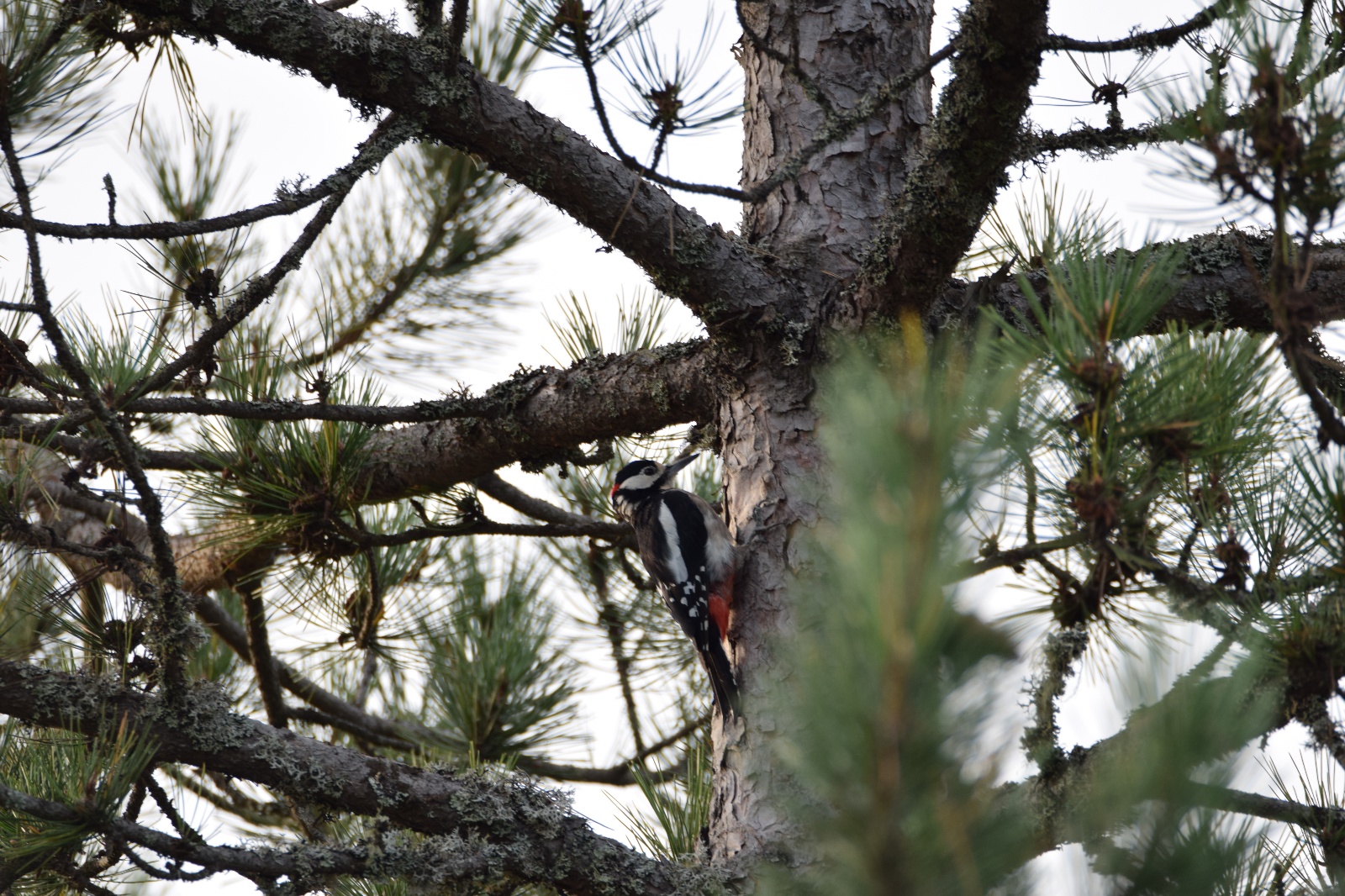Alaca ağaçkakan - Dendrocopos syriacus