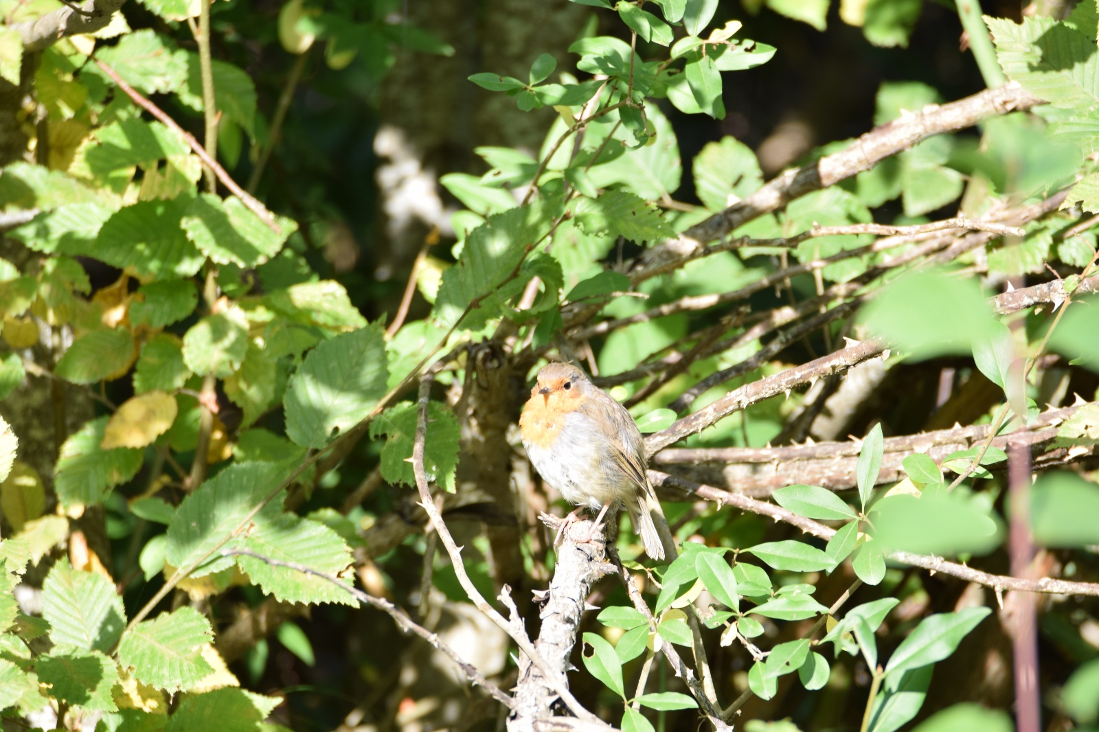 Kızılgerdan - Erithacus rubecula