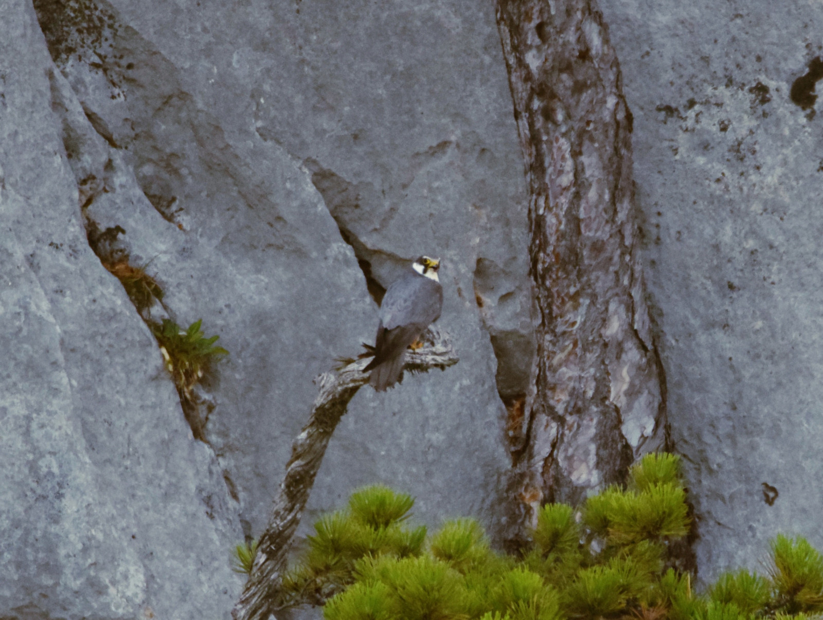 Delice doğan - Eurasian Hobby - Falco subbuteo