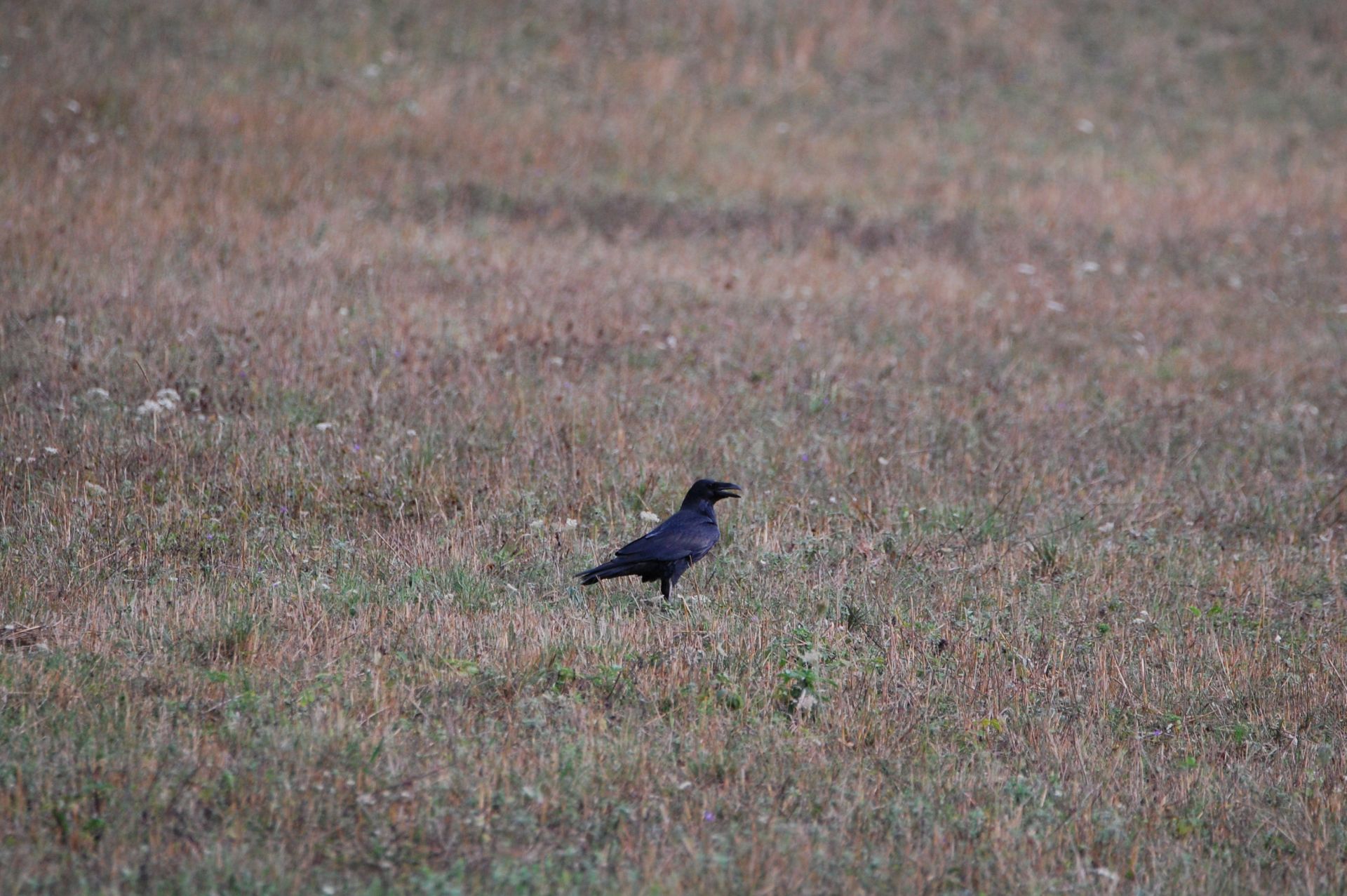 Kuzgun - Corvus corax