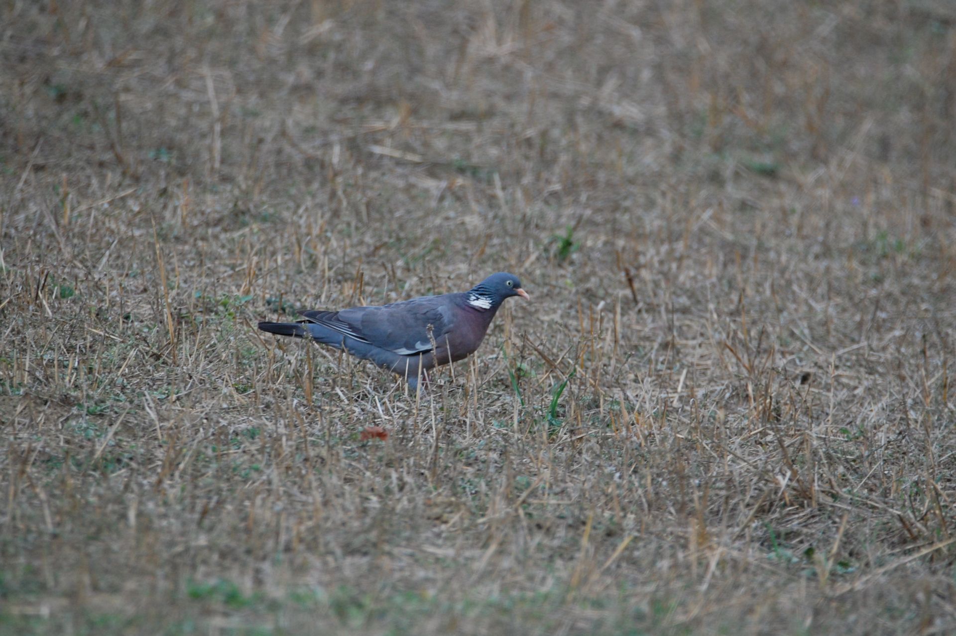 Tahtalı - Columba palumbus