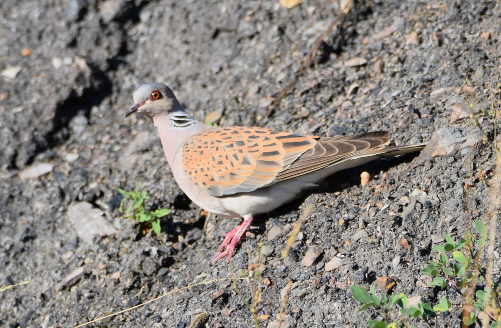 Üveyik - Streptopelia turtur
