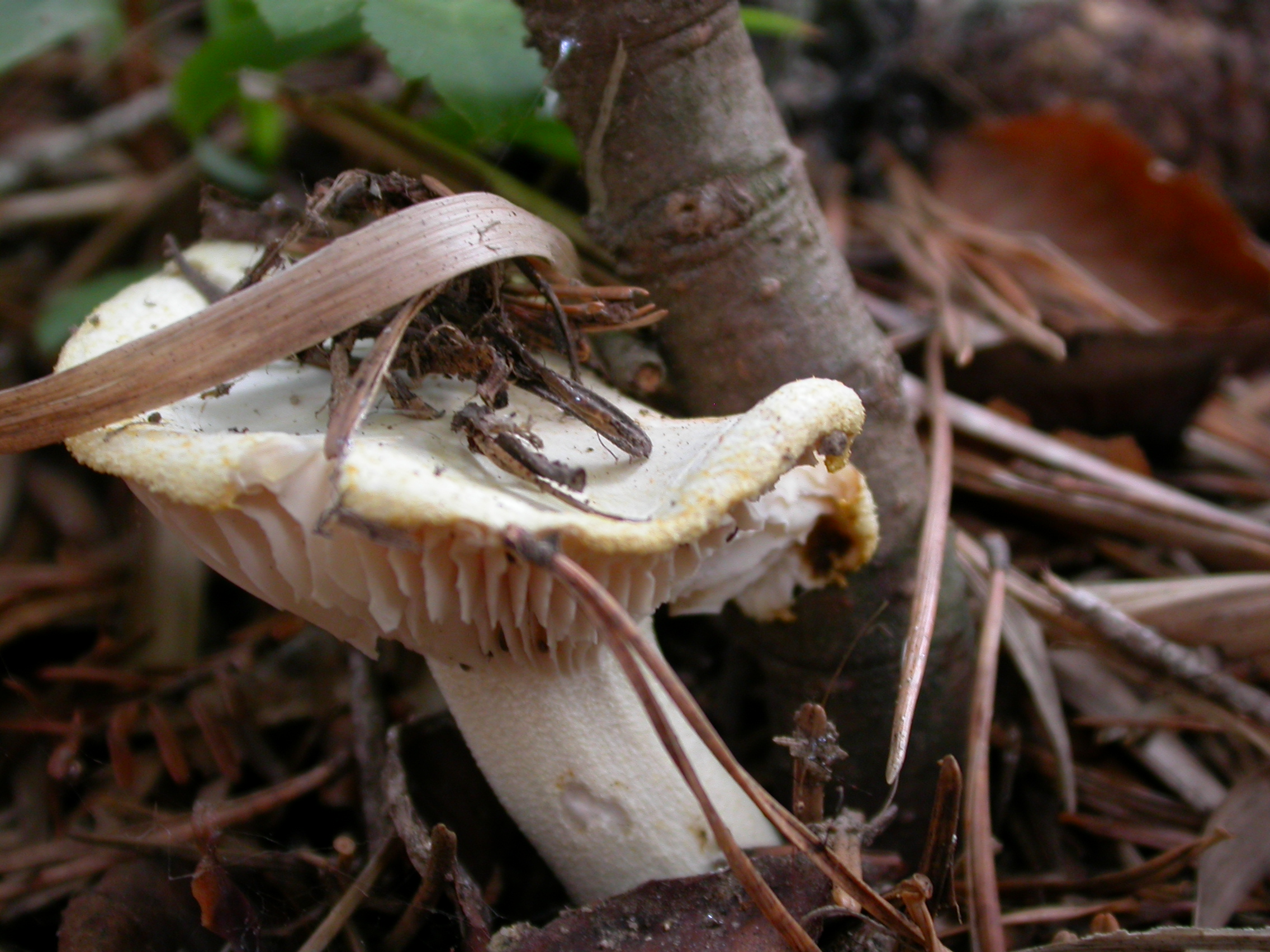 Sarı Russula - Russula ochroleuca