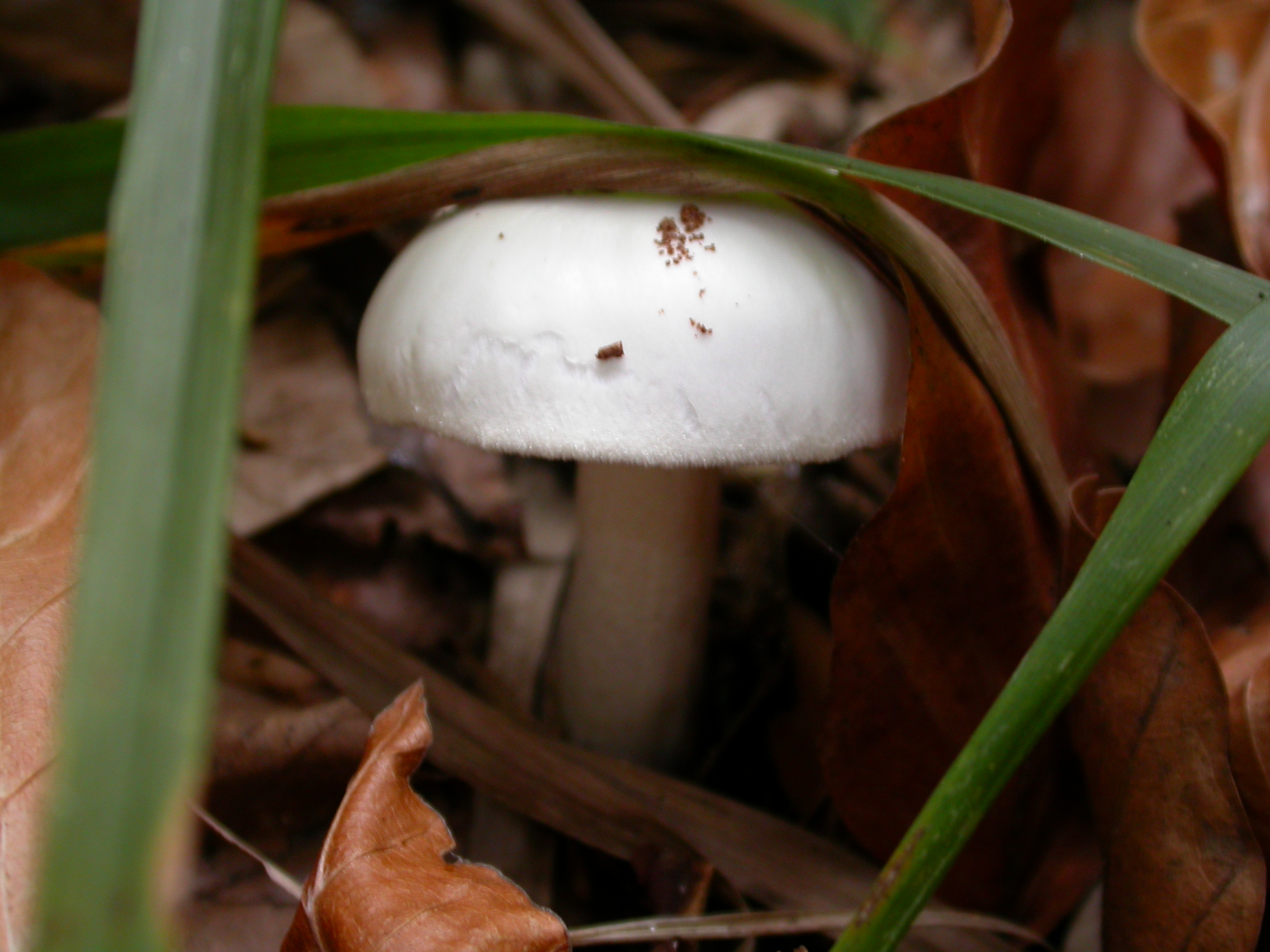 Beyaz Mantar - Amanita ovoidea