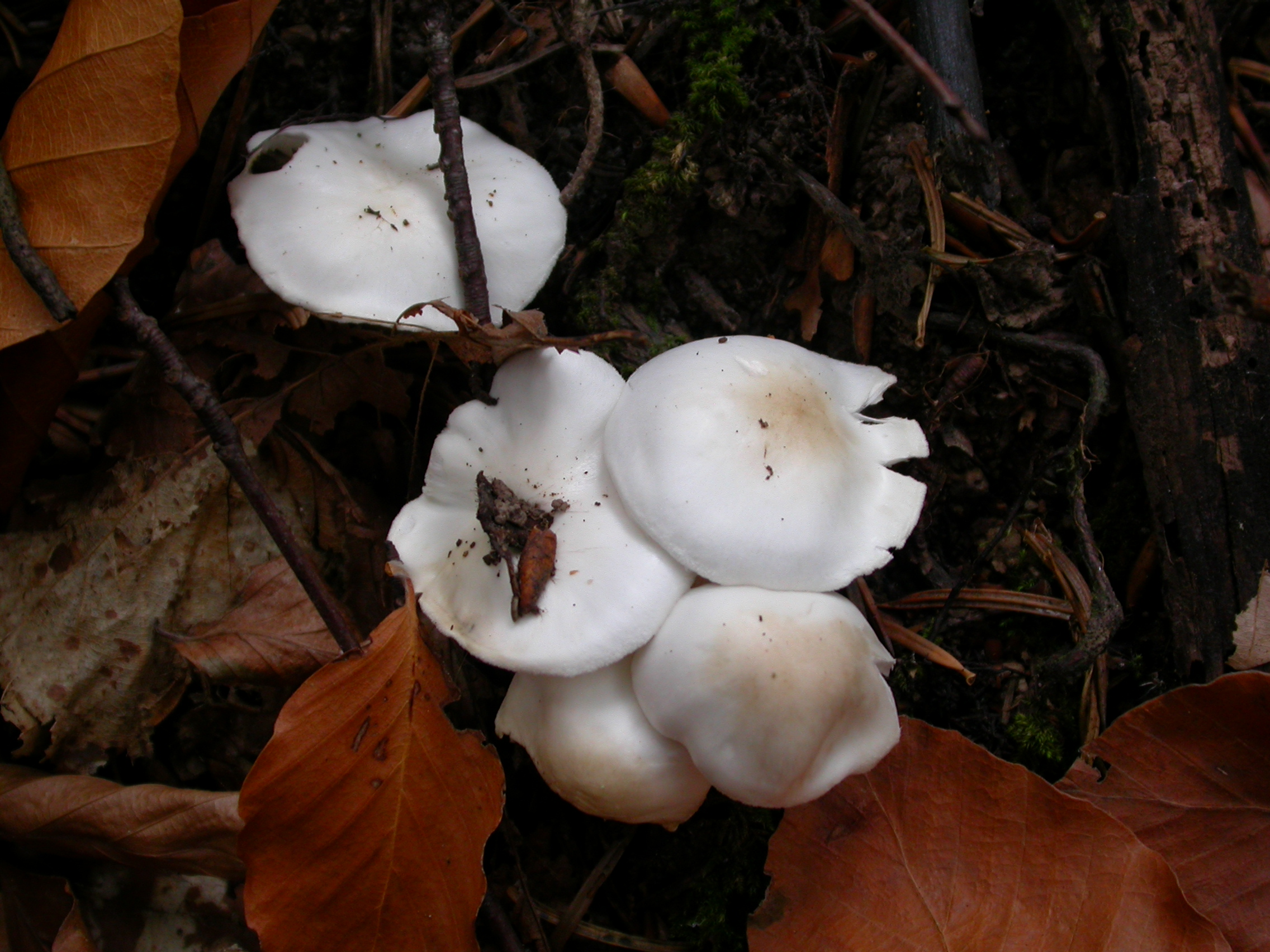 Sütlü Mantar - Clitocybe dealbata