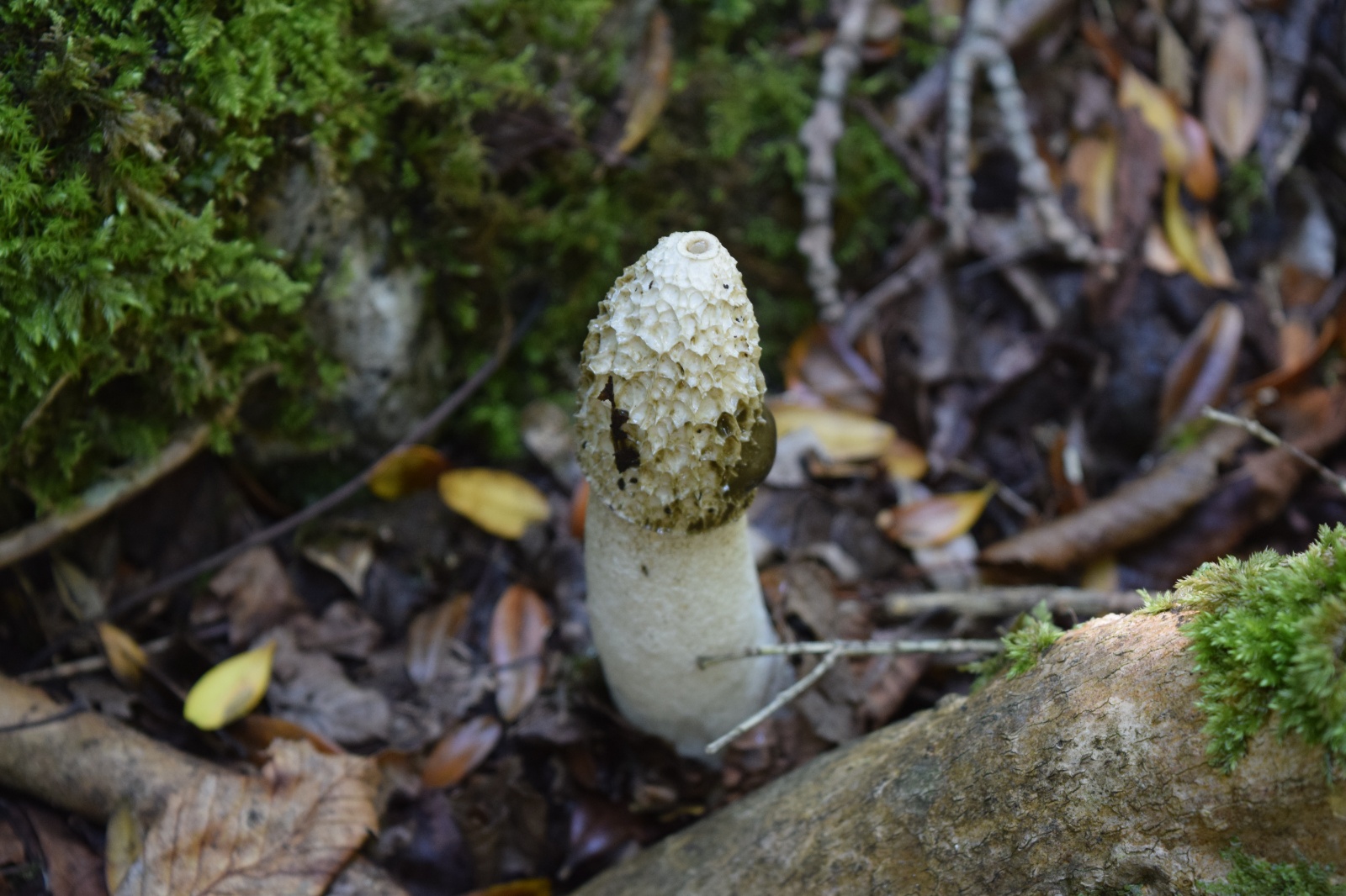 Pis Kokulu Mantar - Phallus impudicus
