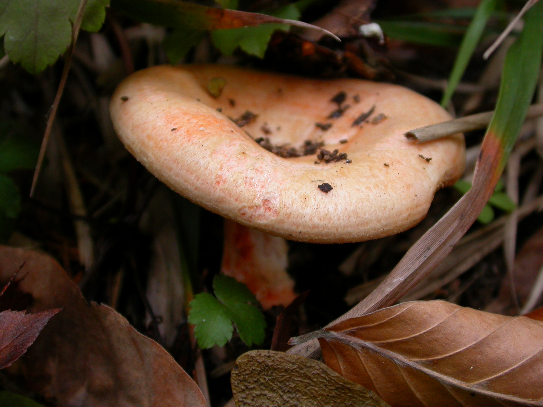 Kanlıca - Lactarius salmonicolor