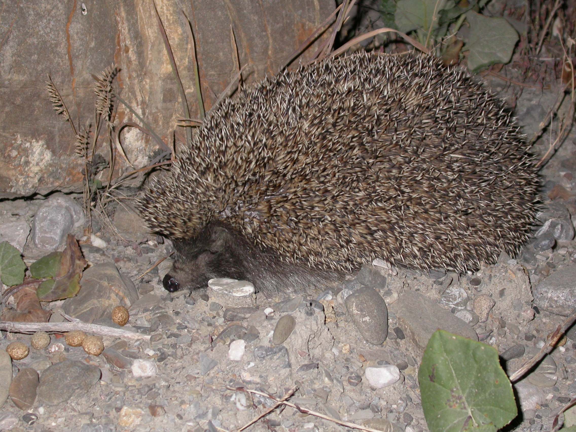 Kirpi - Erinaceus concolor