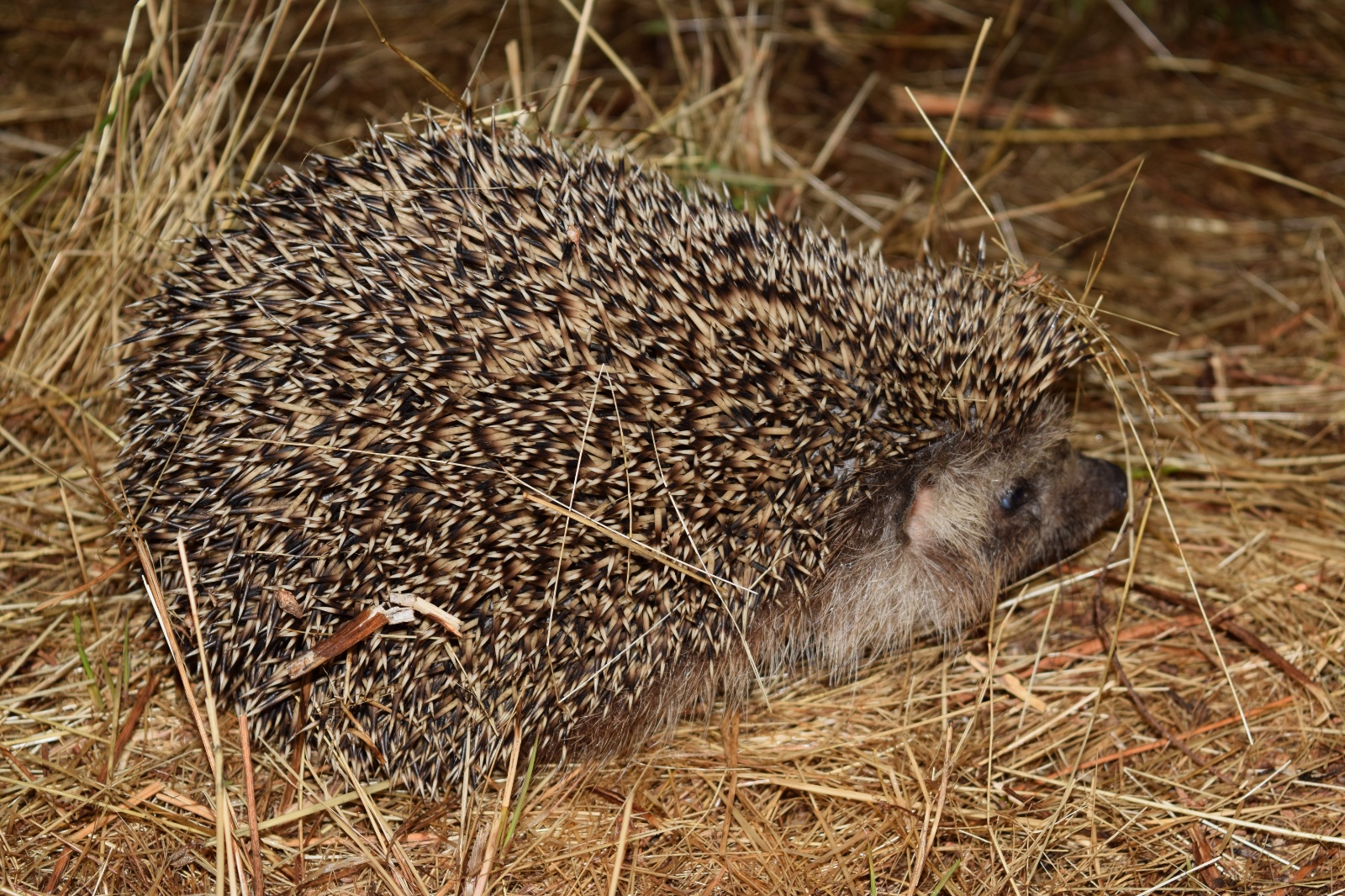 Kirpi - Erinaceus concolor