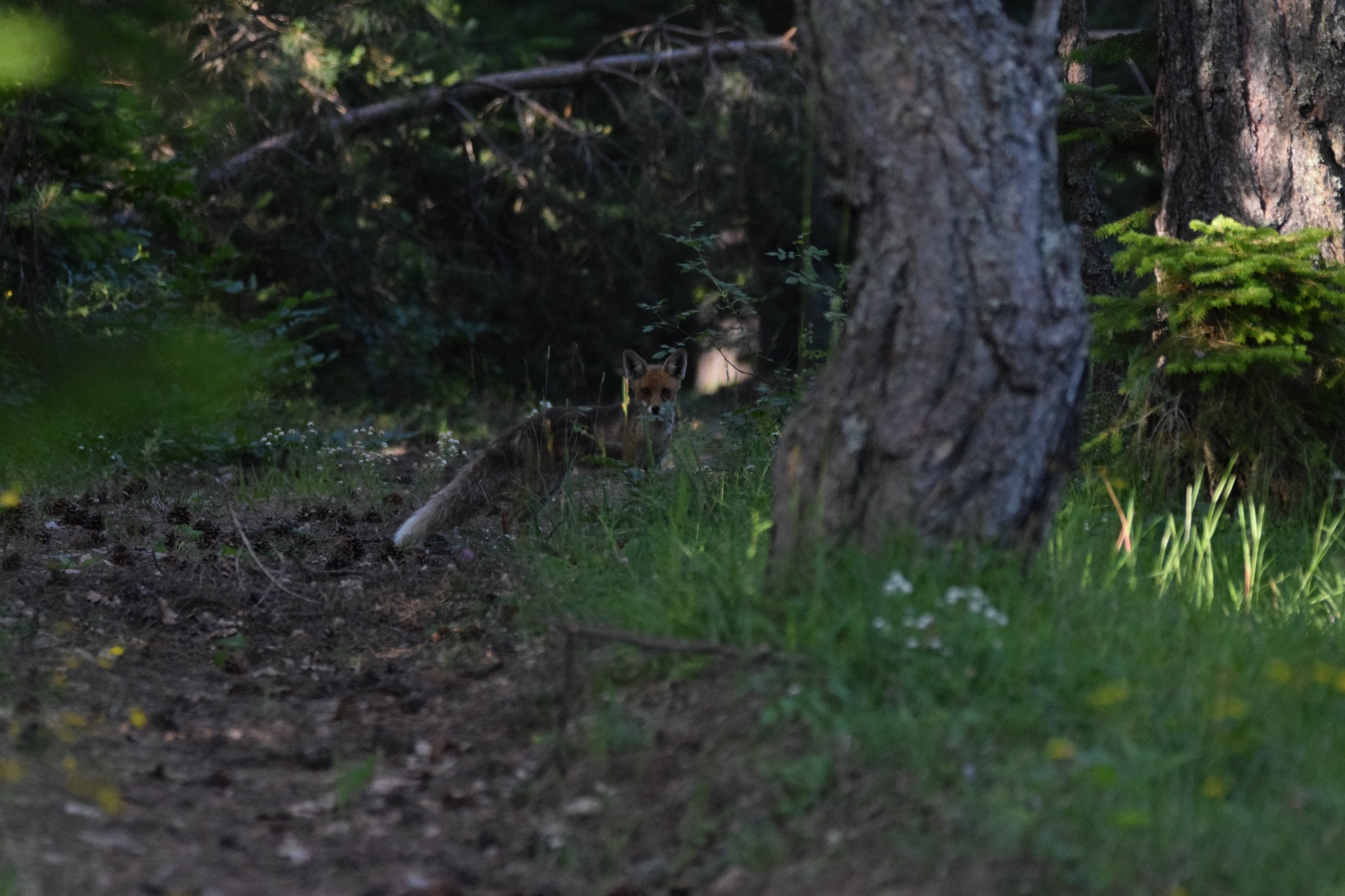 Kızıl Tilki - Vulpes vulpes