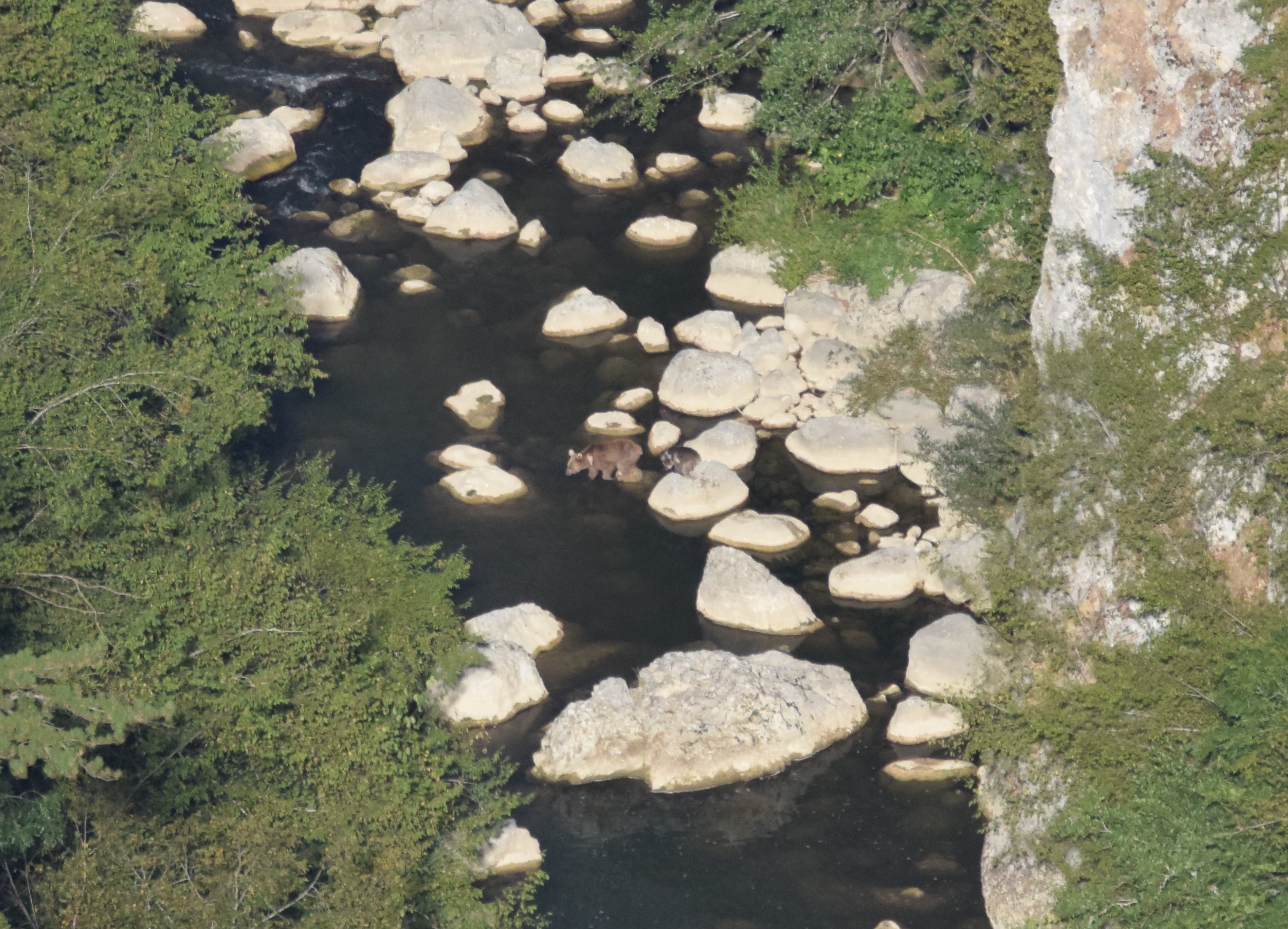 Bozayı - Brown Bear - Ursus arctos
