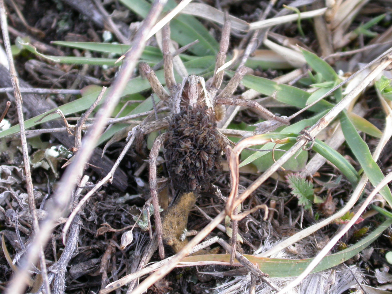 Kurt Örümceği - Trochosa / Alopecosa