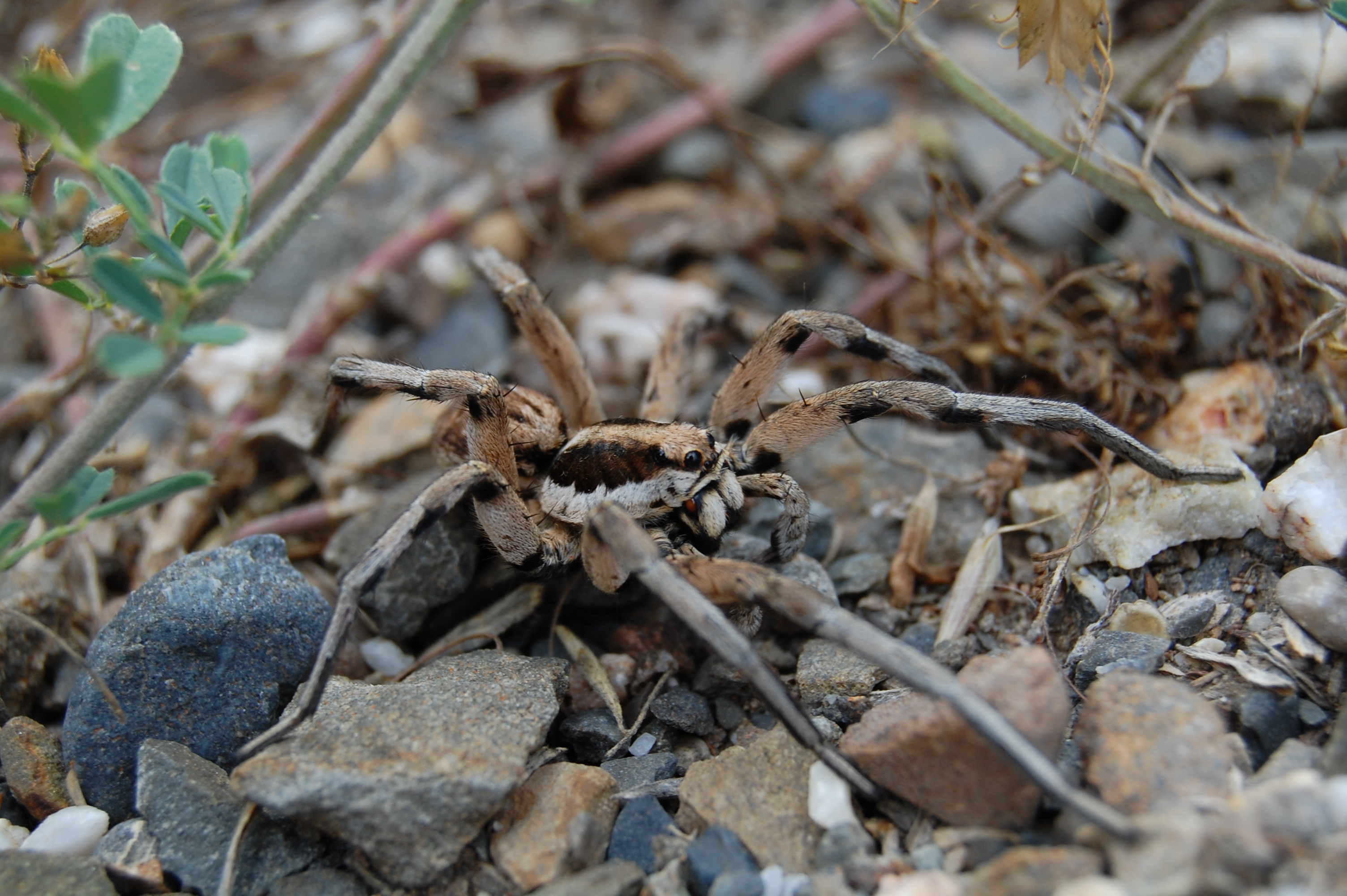 Kurt örümceği - Lycosidae