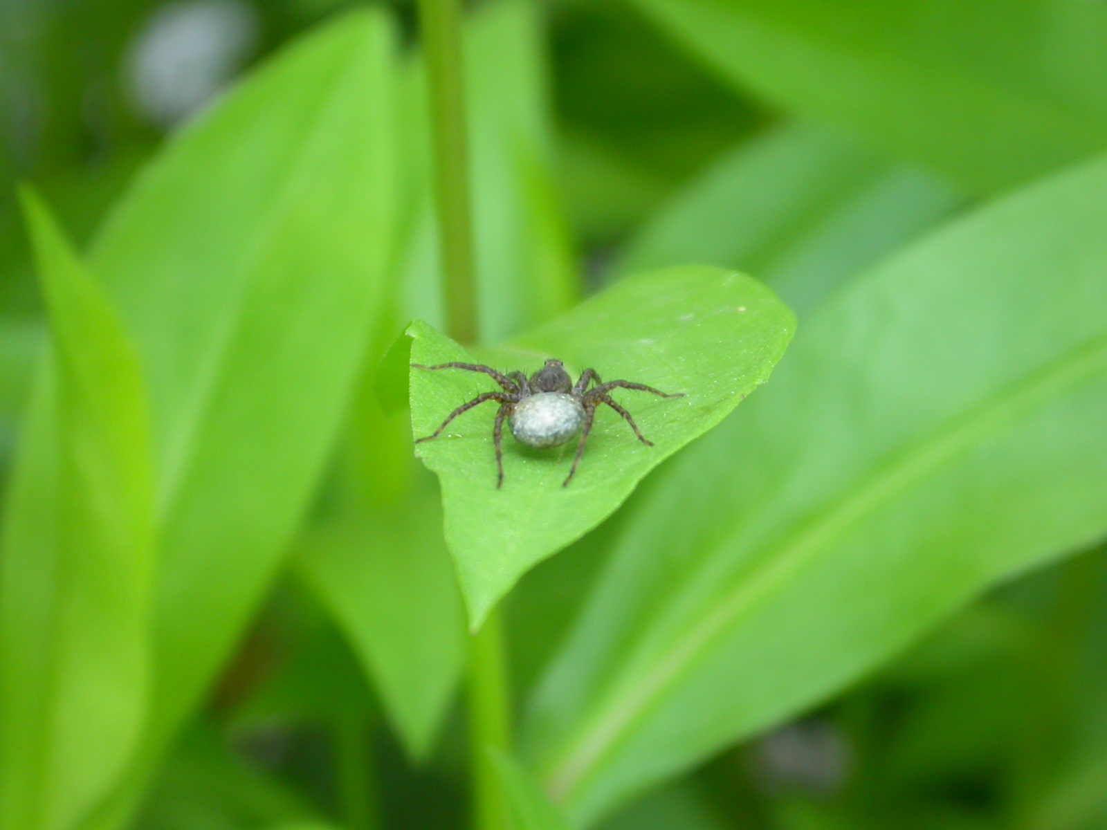 Kurt Örümceği - Lycosidae