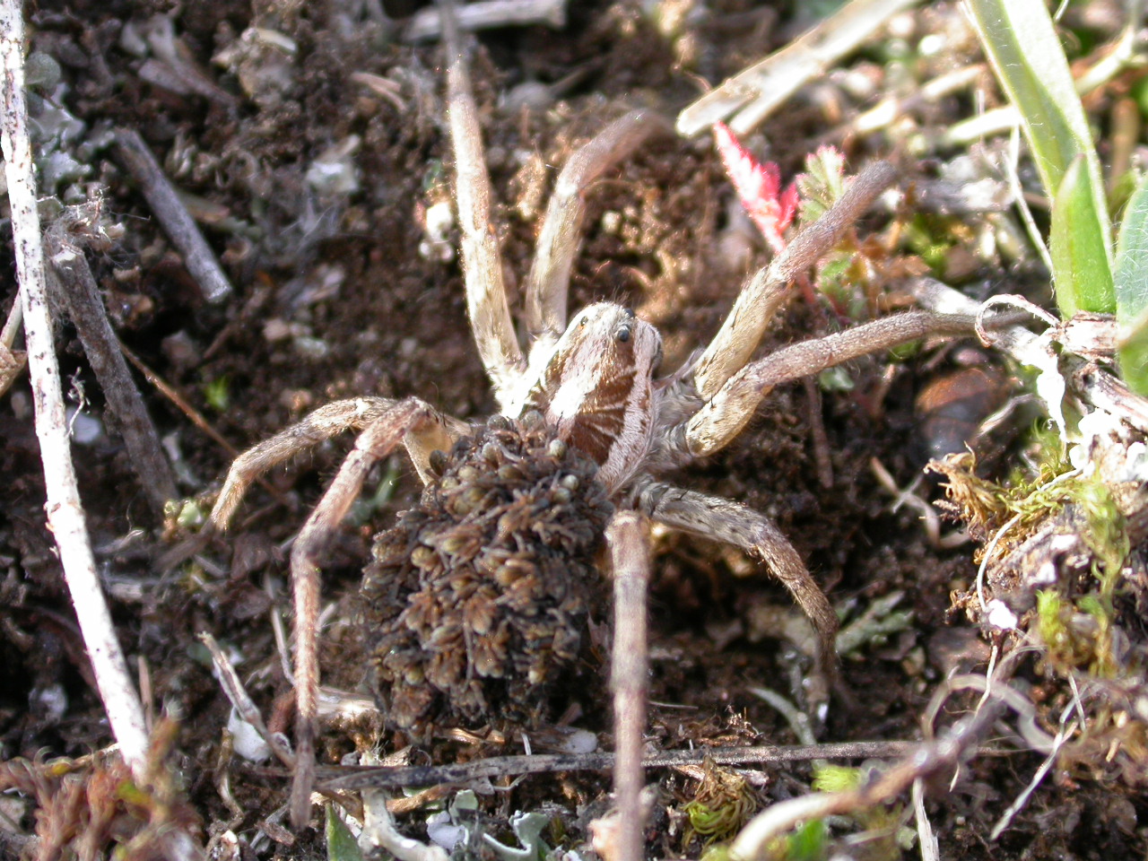 Kurt Örümceği - Trochosa / Alopecosa